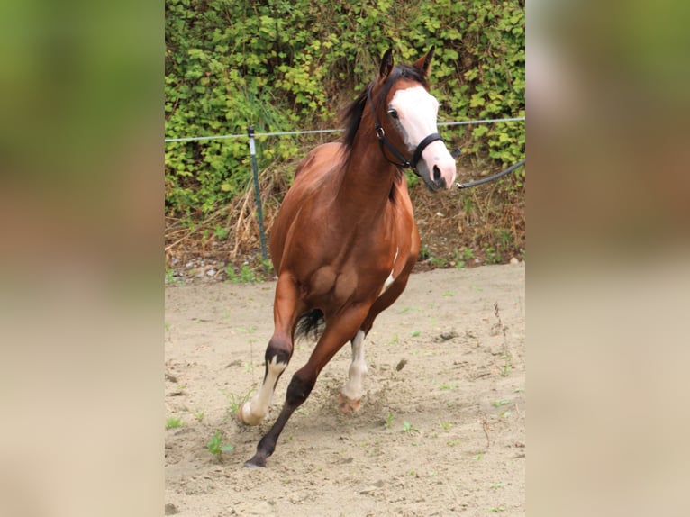 Paint-häst Sto 1 år Pinto in Haigerloch