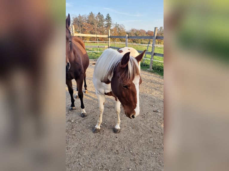 Paint-häst Sto 1 år Tobiano-skäck-alla-färger in Rheinfelden