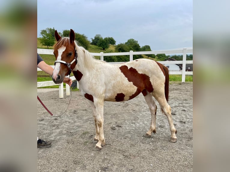 Paint-häst Sto 1 år Tobiano-skäck-alla-färger in Rheinfelden