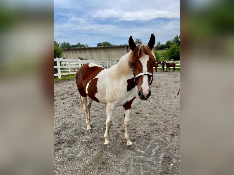 Paint-häst Sto 1 år Tobiano-skäck-alla-färger in Rheinfelden