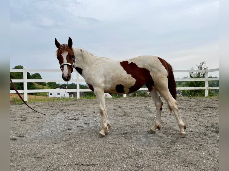 Paint-häst Sto 1 år Tobiano-skäck-alla-färger in Rheinfelden