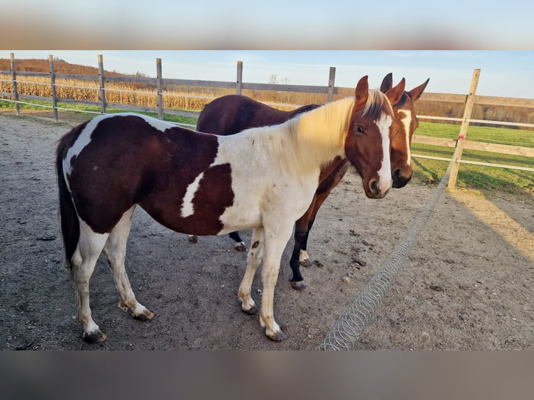 Paint-häst Sto 1 år Tobiano-skäck-alla-färger in Rheinfelden