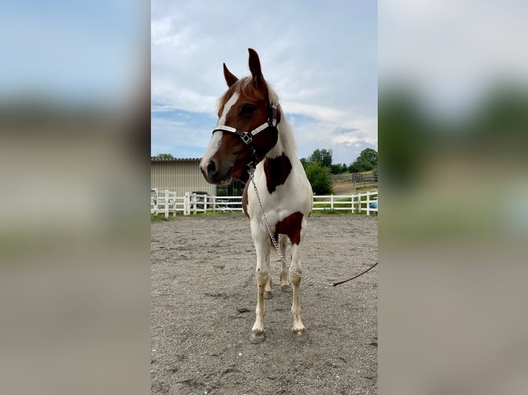 Paint-häst Sto 1 år Tobiano-skäck-alla-färger in Rheinfelden