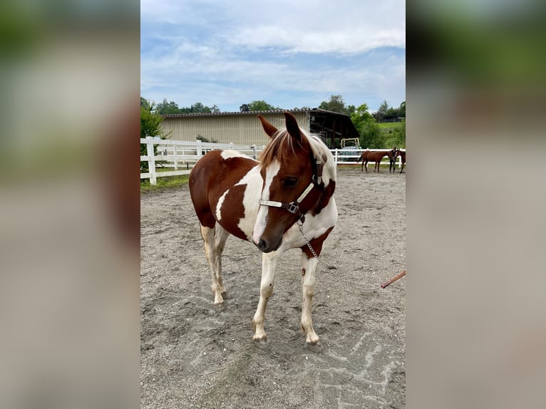 Paint-häst Sto 1 år Tobiano-skäck-alla-färger in Rheinfelden