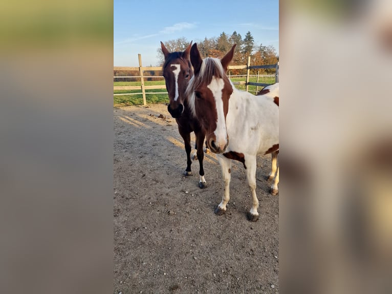 Paint-häst Sto 1 år Tobiano-skäck-alla-färger in Rheinfelden