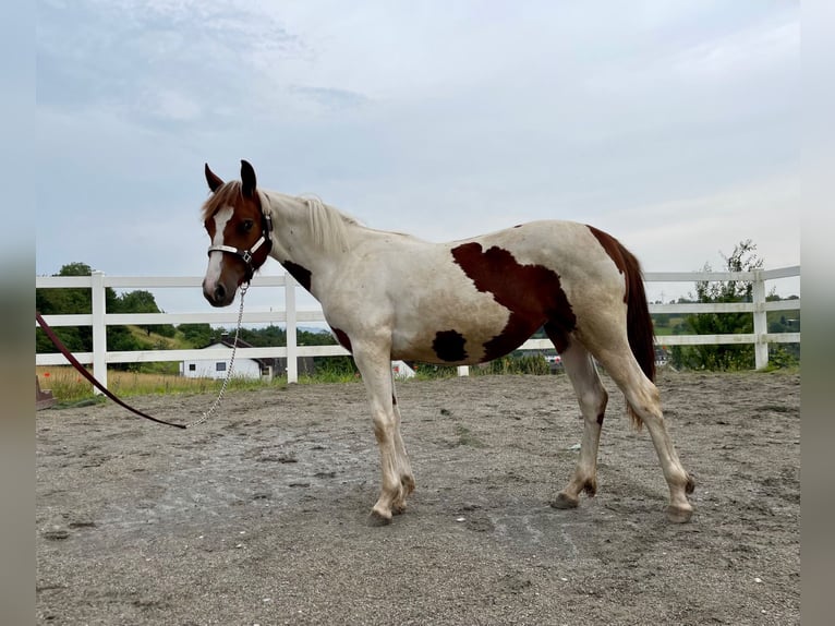 Paint-häst Sto 1 år Tobiano-skäck-alla-färger in Rheinfelden