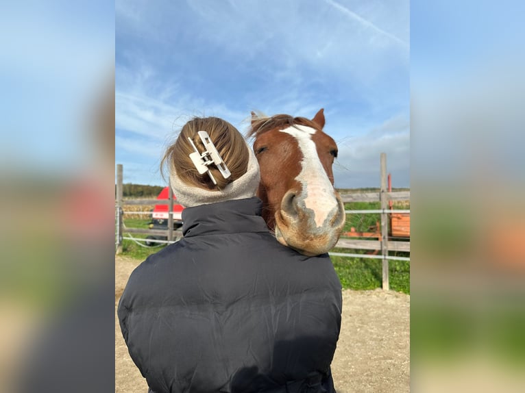 Paint-häst Sto 1 år Tobiano-skäck-alla-färger in Rheinfelden