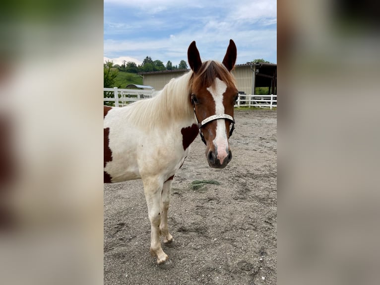 Paint-häst Sto 1 år Tobiano-skäck-alla-färger in Rheinfelden