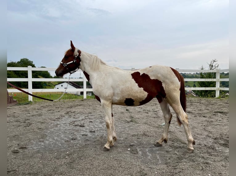 Paint-häst Sto 1 år Tobiano-skäck-alla-färger in Rheinfelden