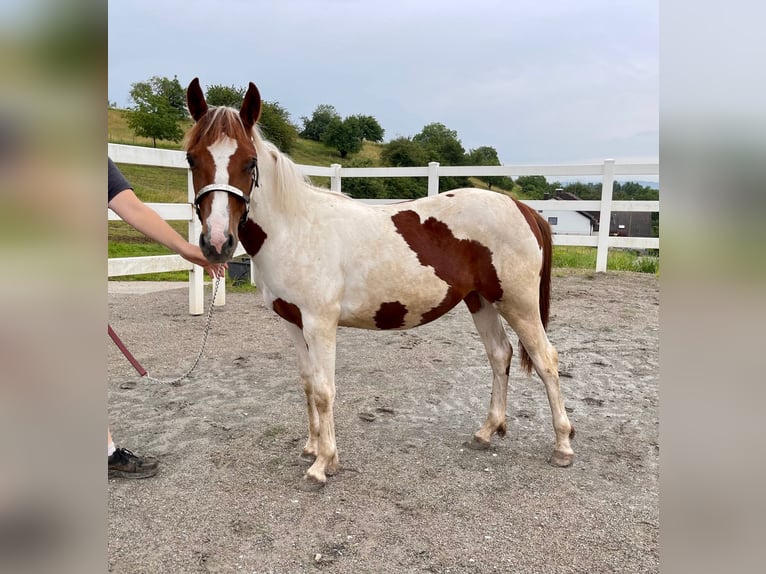 Paint-häst Sto 1 år Tobiano-skäck-alla-färger in Rheinfelden