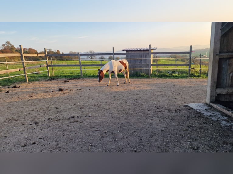 Paint-häst Sto 1 år Tobiano-skäck-alla-färger in Rheinfelden