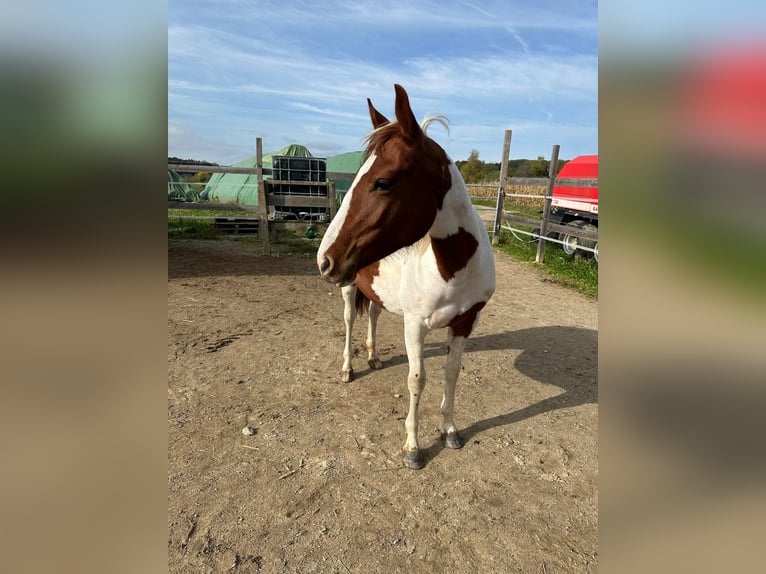 Paint-häst Sto 1 år Tobiano-skäck-alla-färger in Rheinfelden