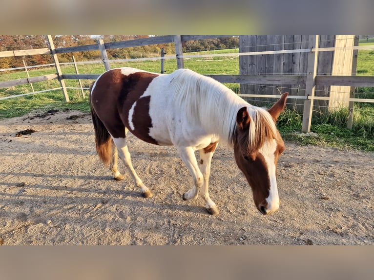 Paint-häst Sto 1 år Tobiano-skäck-alla-färger in Rheinfelden