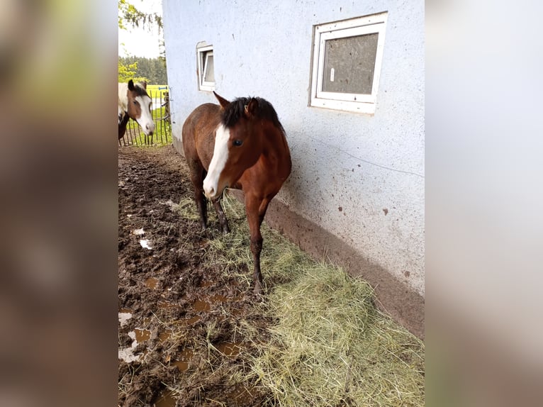 Paint-häst Sto 2 år 150 cm Rökfärgad svart in Hellenthal