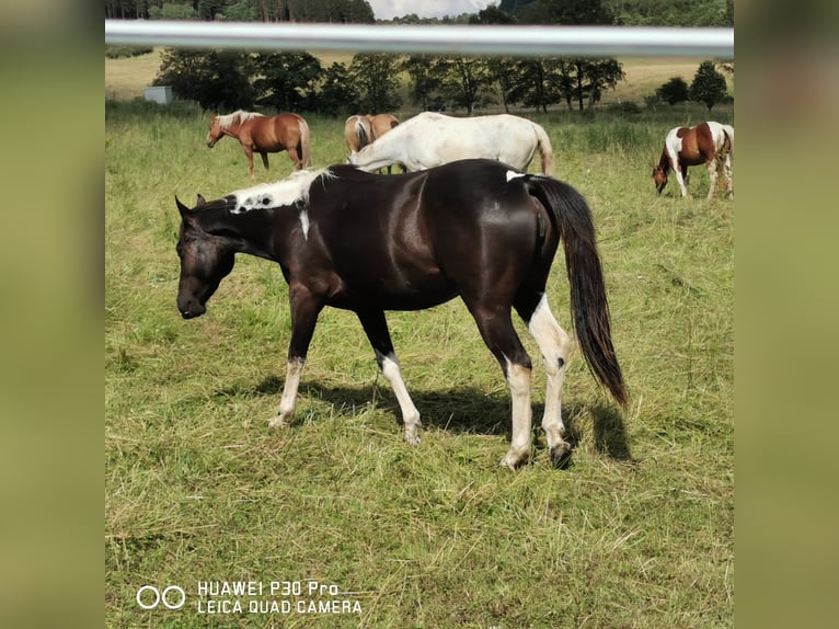 Paint-häst Sto 2 år 150 cm Tobiano-skäck-alla-färger in betteldorf