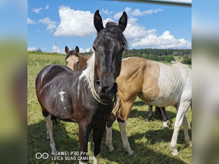 Paint-häst Sto 2 år 150 cm Tobiano-skäck-alla-färger in betteldorf