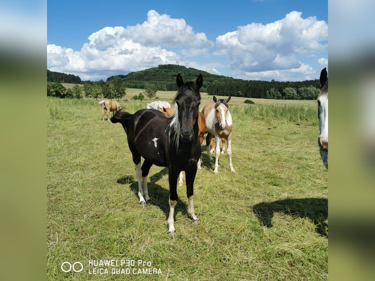 Paint-häst Sto 2 år 150 cm Tobiano-skäck-alla-färger in betteldorf