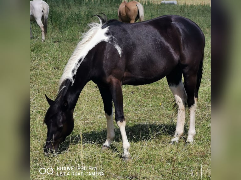 Paint-häst Sto 2 år 150 cm Tobiano-skäck-alla-färger in betteldorf