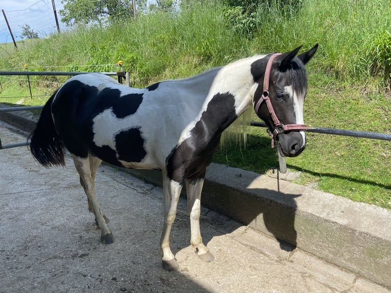 Paint-häst Sto 2 år 152 cm Svart in Starnberg