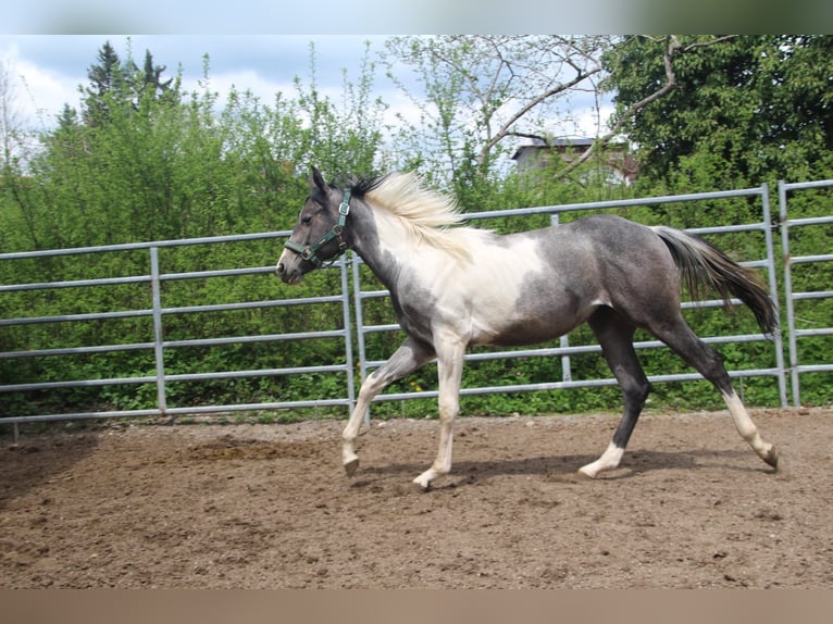 Paint-häst Sto 2 år 154 cm Tobiano-skäck-alla-färger in Haldenwang