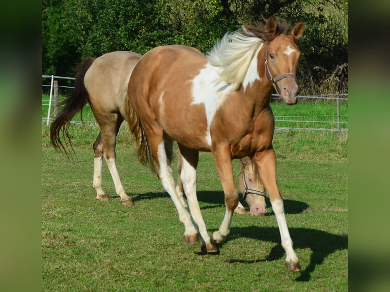 Paint-häst Sto 2 år 155 cm Pinto in Buchbach
