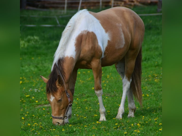 Paint-häst Sto 2 år 155 cm Pinto in Buchbach