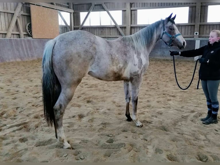 Paint-häst Sto 2 år 158 cm Overo-skäck-alla-färger in Haldenwang