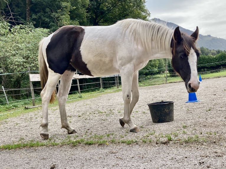 Paint-häst Sto 2 år Tobiano-skäck-alla-färger in Bernau am Chiemsee