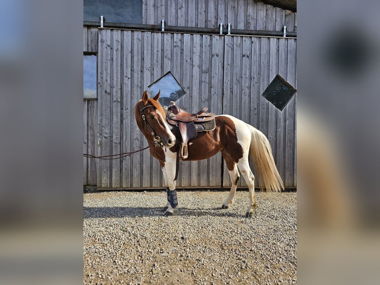 Paint-häst Sto 3 år 147 cm Tobiano-skäck-alla-färger in Steinen