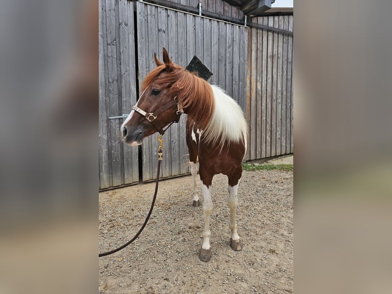 Paint-häst Sto 3 år 147 cm Tobiano-skäck-alla-färger in Steinen