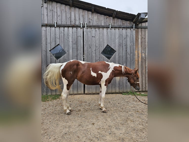 Paint-häst Sto 3 år 147 cm Tobiano-skäck-alla-färger in Steinen