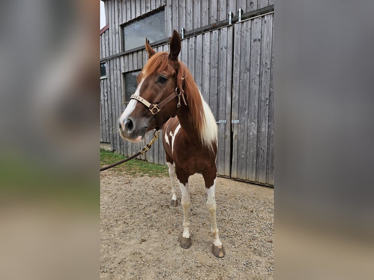 Paint-häst Sto 3 år 147 cm Tobiano-skäck-alla-färger in Steinen