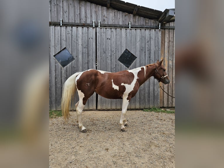 Paint-häst Sto 3 år 147 cm Tobiano-skäck-alla-färger in Steinen