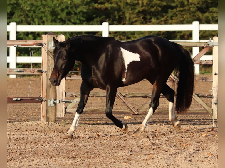 Paint-häst Blandning Sto 3 år 149 cm in Oberhausen