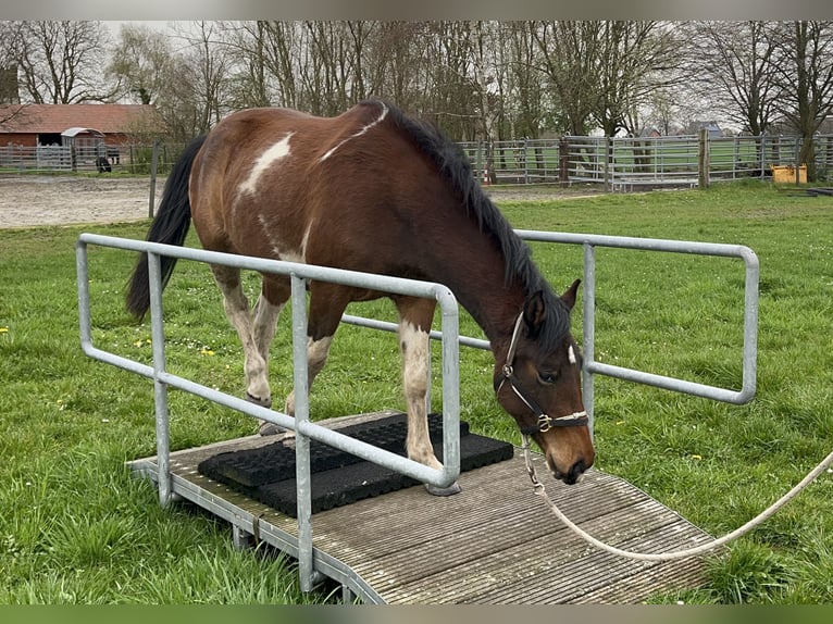 Paint-häst Sto 3 år 150 cm Tobiano-skäck-alla-färger in Asendorf