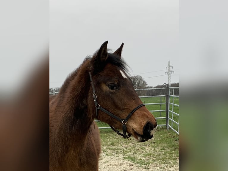 Paint-häst Sto 3 år 150 cm Tobiano-skäck-alla-färger in Asendorf