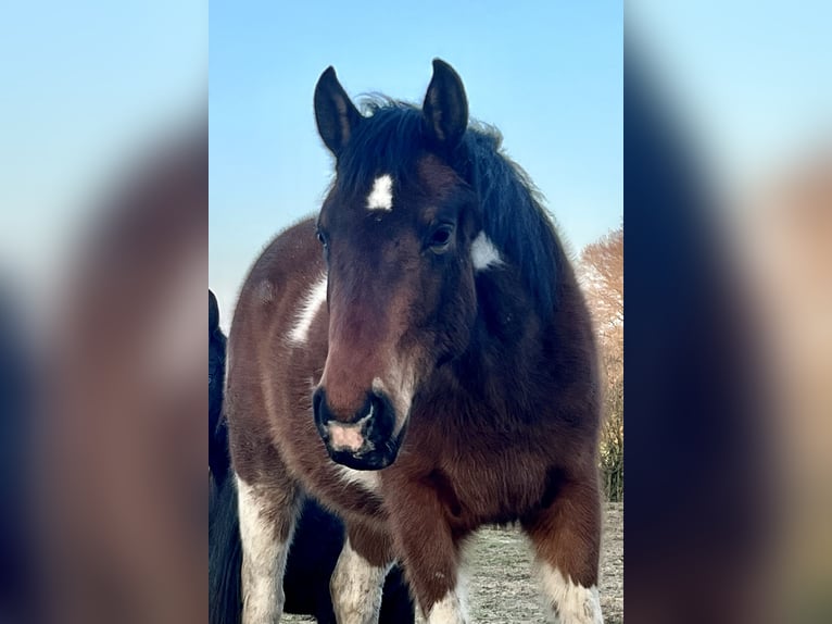 Paint-häst Sto 3 år 150 cm Tobiano-skäck-alla-färger in Asendorf