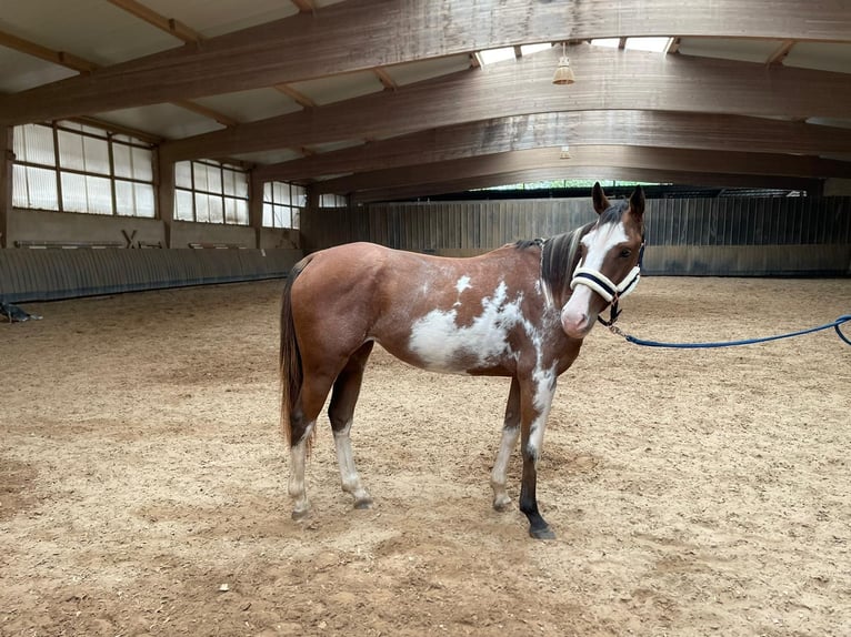 Paint-häst Blandning Sto 3 år 151 cm Overo-skäck-alla-färger in Bexbach- Höchen