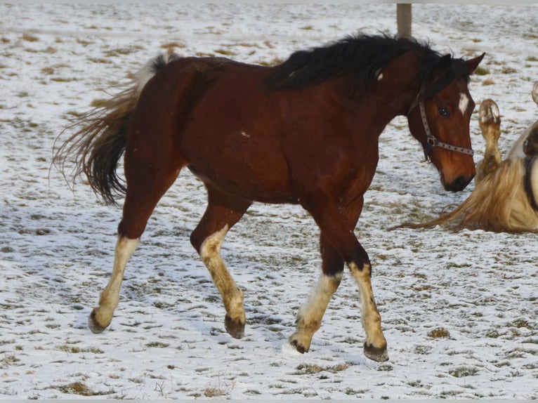 Paint-häst Sto 3 år 154 cm Tobiano-skäck-alla-färger in Buchbach