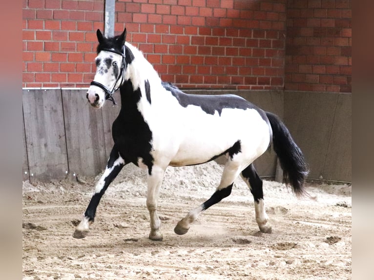 Paint-häst Blandning Sto 3 år 157 cm in uelsen