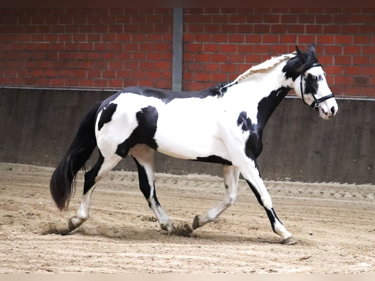 Paint-häst Blandning Sto 3 år 157 cm in uelsen