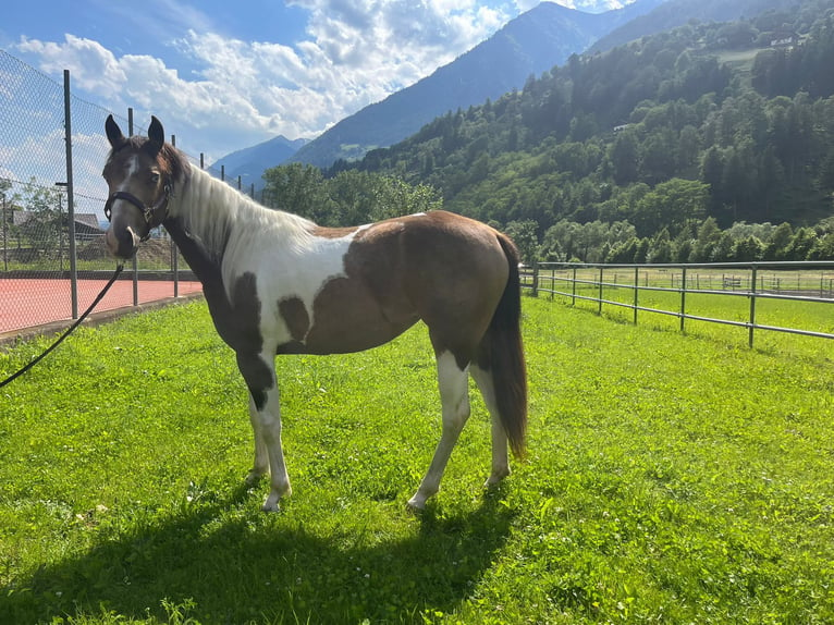 Paint-häst Sto 3 år Gulbrun in Sankt Leonhard in Passeier