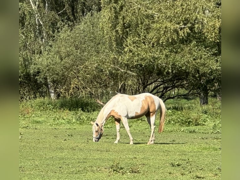 Paint-häst Sto 4 år 145 cm Tobiano-skäck-alla-färger in Krakow am See