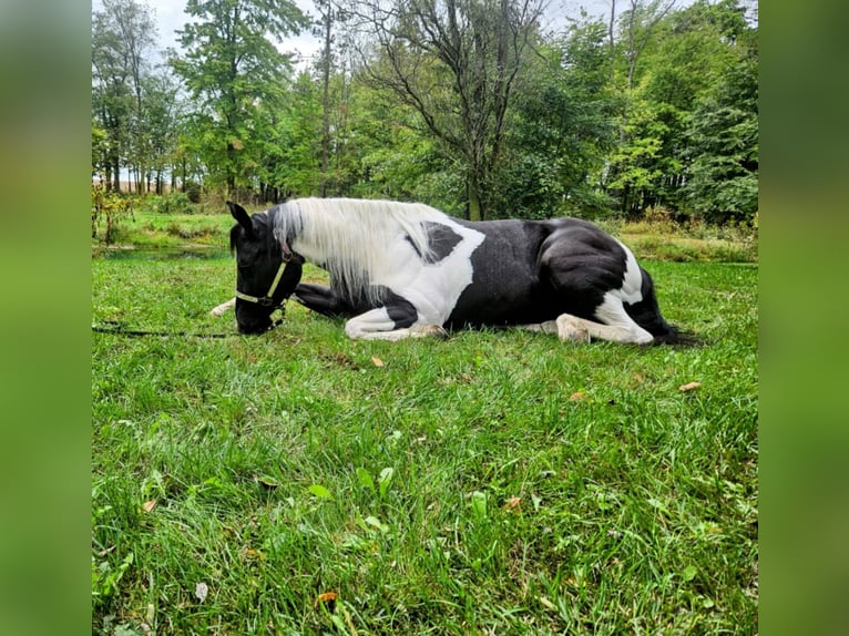 Paint-häst Sto 4 år 147 cm Tobiano-skäck-alla-färger in Ashland Oh