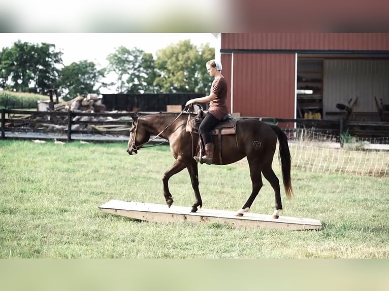 Paint-häst Sto 4 år 150 cm Svart in New Holldand, PA