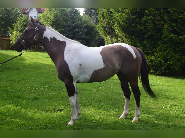 Paint-häst Sto 4 år 152 cm Black in Ahorn