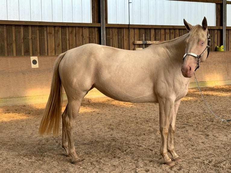 Paint-häst Sto 4 år 152 cm Perlino in Bomlitz