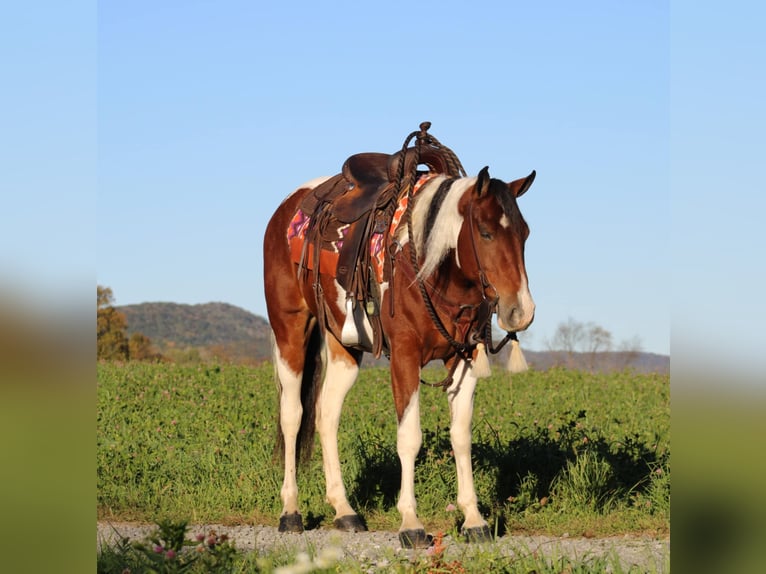 Paint-häst Blandning Sto 4 år 152 cm Pinto in Rebersburg, PA