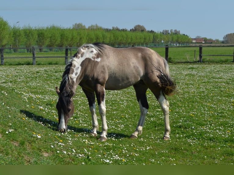 Paint-häst Sto 4 år 153 cm in Gavere