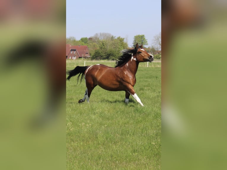 Paint-häst Blandning Sto 4 år 153 cm Tobiano-skäck-alla-färger in Krummhörn